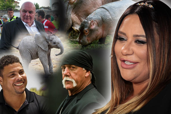 ANA NIKOLIĆ SAD IMA 125 KILOGRAMA! U kategoriji s Palmom i Tajsonom, rve se s Hoganom, a mladunče SLONA drži u zubima!