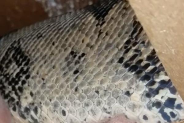 Godinama su slušali jezive zvukove sa tavana, a nisu ni slutili da je tamo sve vreme rasla zver od 2 metra! (VIDEO)