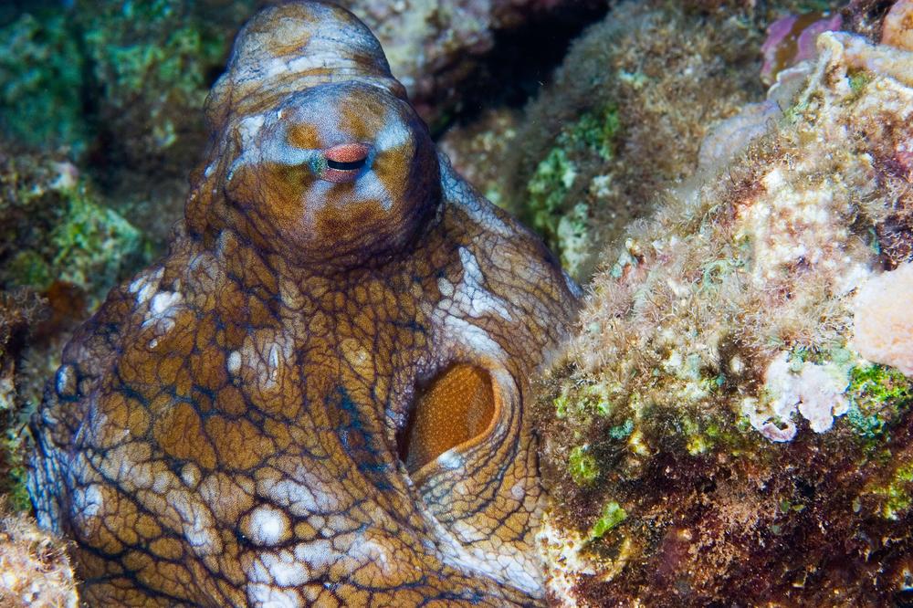 DA LI STE ZNALI? Oktopod je biće najbliže vanzemaljcima koje živi na Zemlji!