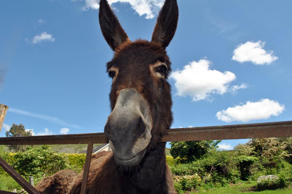 LJUBIŠA NAPUSTIO ŠVAJCARSKU DA GAJI MAGARCE U ŠUMADIJI:  Želim da napravim Zoo vrt, njihovo mleko KOŠTA 50 EVRA