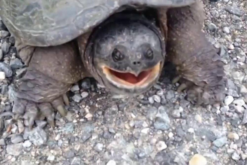 KORNJAČE SPORE? UMALO DA OSTANE BEZ PRSTA jer je verovao u basne! (VIDEO)