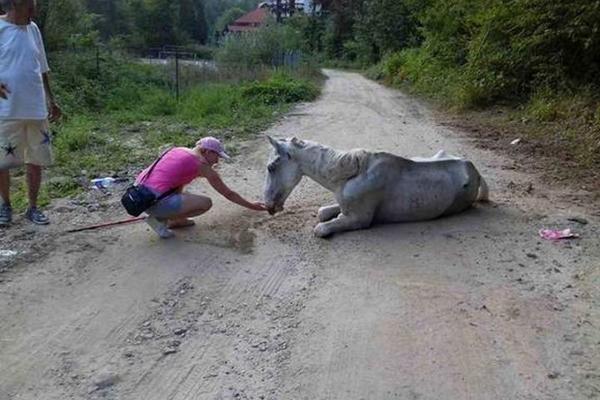 JEZIV PRIZOR KOD LESKOVCA: Izgladnele konje ostavili da uginu kraj puta! (FOTO)