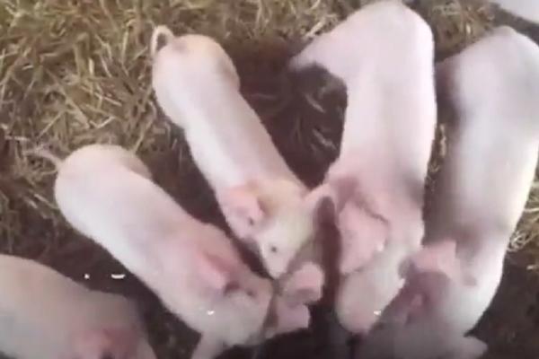 NEIZBEŽNA SMRT: Vatrogasci su spasili prasiće od požara, ali su ih onda dobili kao kobasice! (VIDEO)