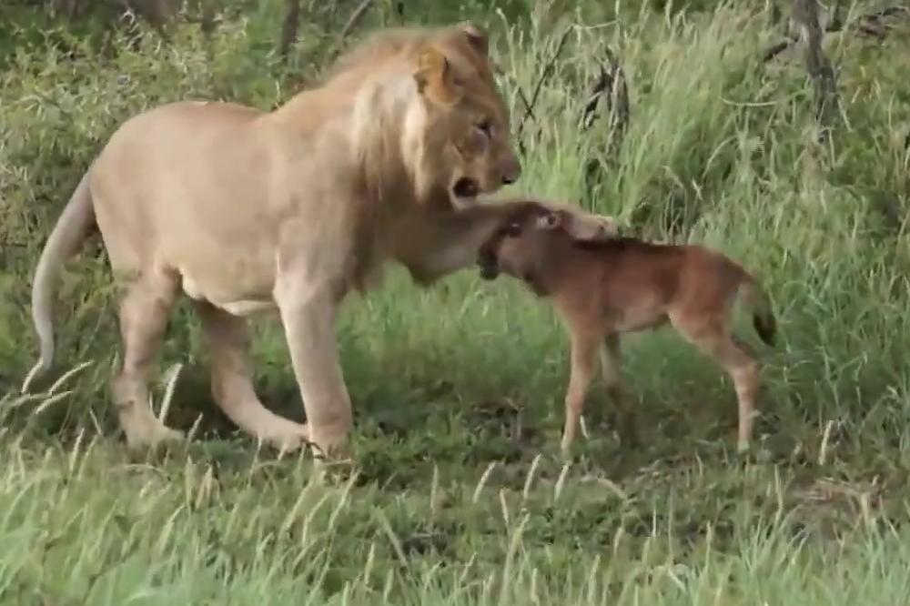 LAV MEKOG SRCA: Ščepao je mladunče gnua, a ono što je usledilo zapanjilo je planetu! (VIDEO)