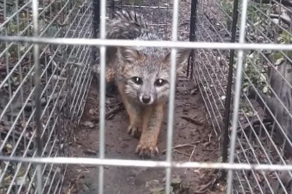 LJUDI, ŠTA RADITE TO? Ušli su na farmu krzna i zatekli horor mučenih i odranih životinja, a njihova cika ledila je krv! (VIDEO)