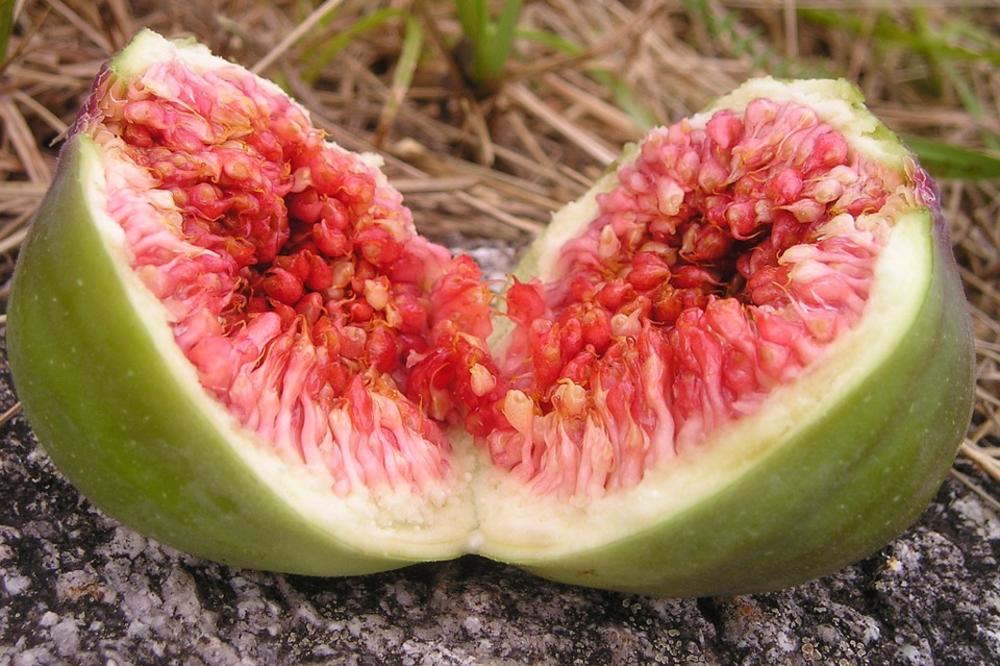 Smokve su vredne zlata! Čuvaju srce i snižavaju holesterol! (FOTO)