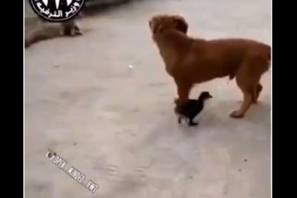 OVAJ PAS VIŠE NIKADA NEĆE BITI ISTI: Prišla mu je PATKA, i kuca nije mogla ni da zamisli ŠTA ĆE JOJ SE DESITI! (VIDEO)