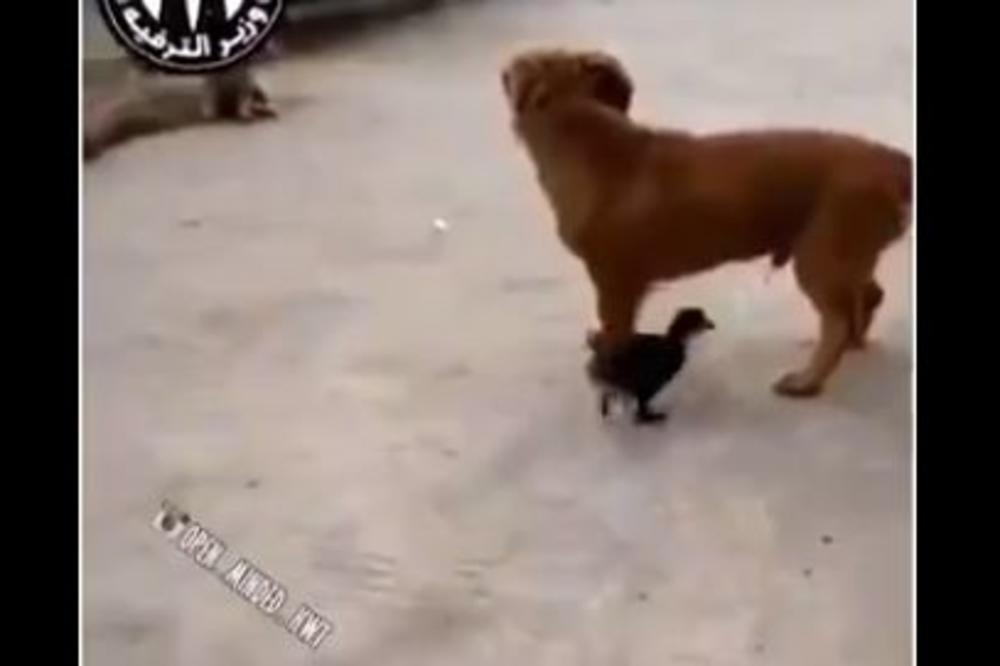 OVAJ PAS VIŠE NIKADA NEĆE BITI ISTI: Prišla mu je PATKA, i kuca nije mogla ni da zamisli ŠTA ĆE JOJ SE DESITI! (VIDEO)