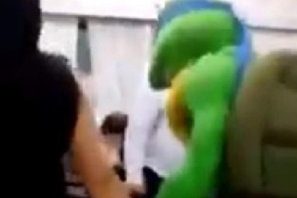 NINDŽA KORNJAČA ZAPALILA SVADBU U SRBIJI! Leonardo je bio najveselji gost! (VIDEO)