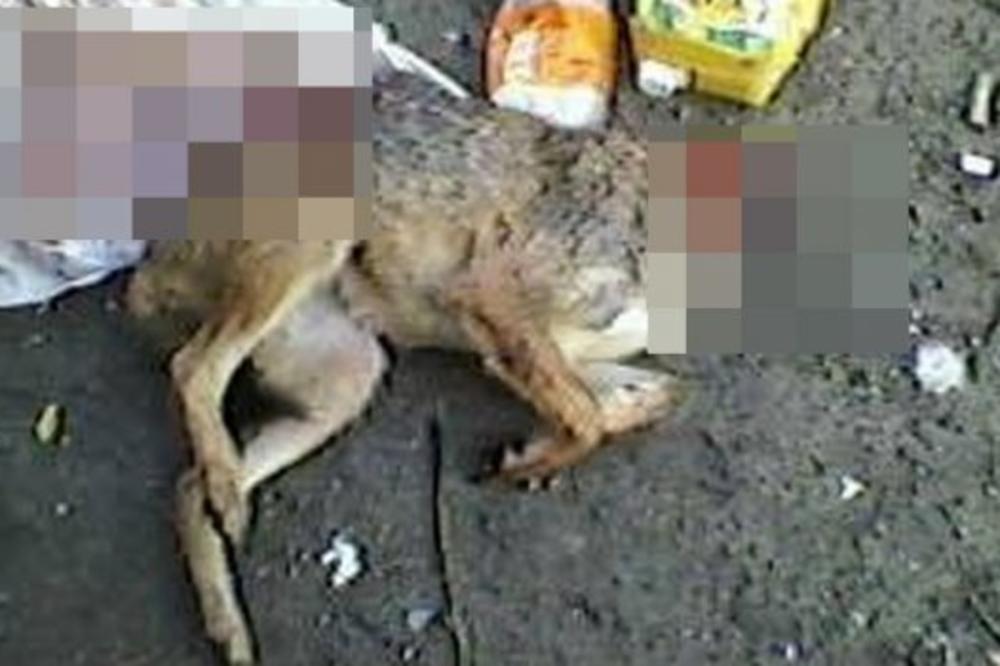 JEZIVA SCENA ZGRANULA JE SRBIJU! Odsekli psima glave pa ih bacili kod kontejnera, ali to nije sve! (UZNEMIRUJUĆI FOTO)