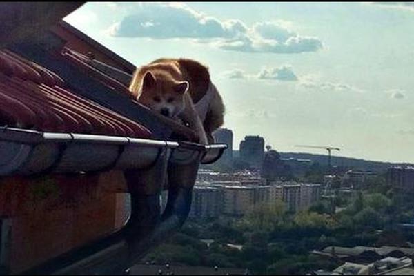 Cvileo je na krovu i čekao pomoć: OVA SCENA IZ BG SLOMIĆE VAM SRCE, ali čekajte, kraj je SREĆAN! (FOTO)