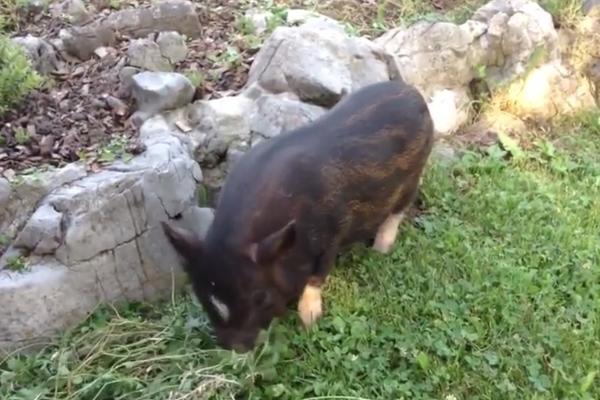 NA PRODAJU TEHNO NESTRANAČKO PRASE! Najjači oglas o ljubimcu postao hit u Srbiji (FOTO)