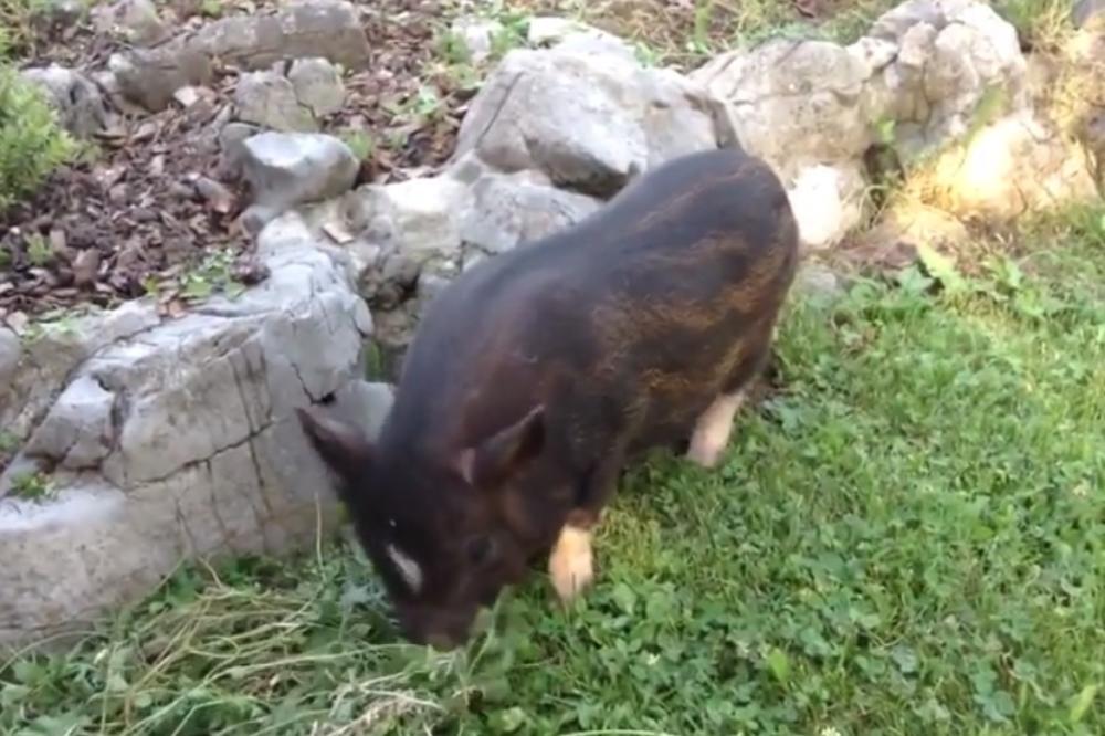 NA PRODAJU TEHNO NESTRANAČKO PRASE! Najjači oglas o ljubimcu postao hit u Srbiji (FOTO)