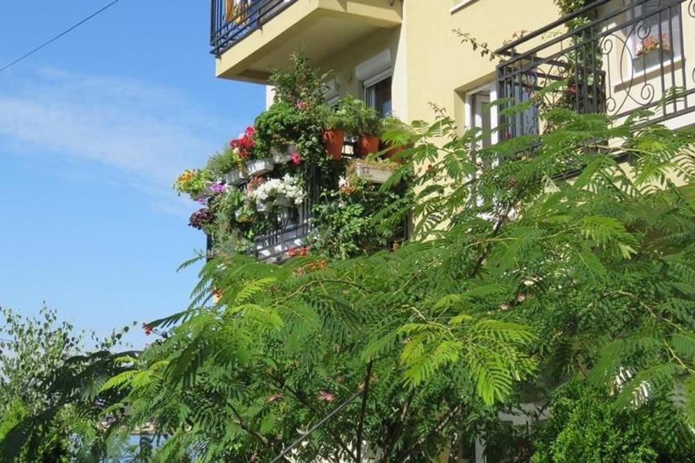 OVO SU BILJKE KOJE NAJLEPŠE UKRAŠAVAJU BALKONE: Zbog tog cveća će svi gledati samo u vašu TERASU