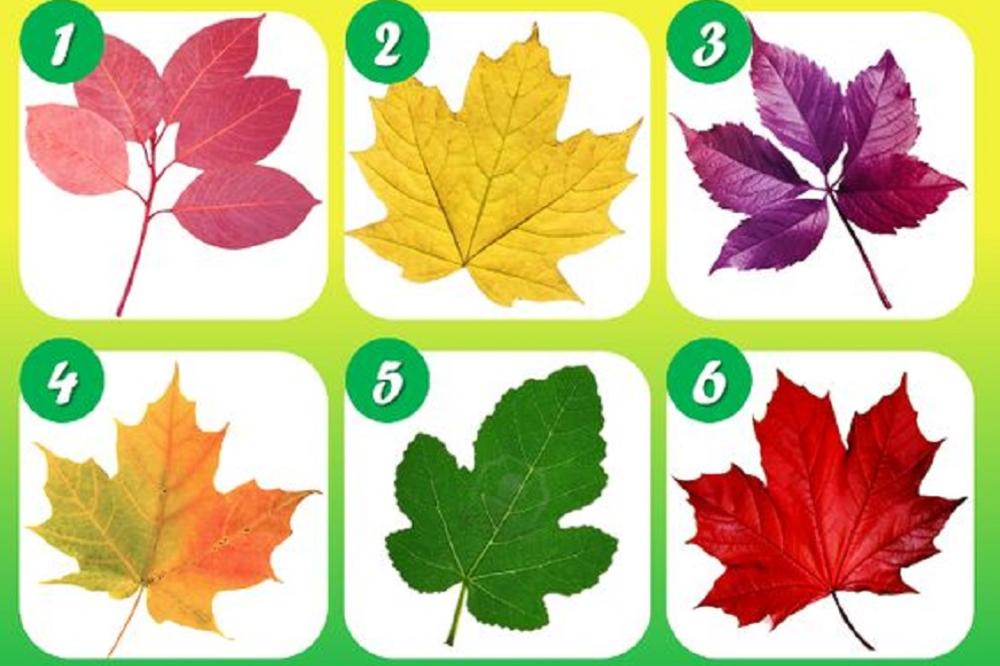 Jedan od ovih listova nosi važnu poruku za vas! Odaberite koji vam se najviše sviđa! (FOTO)