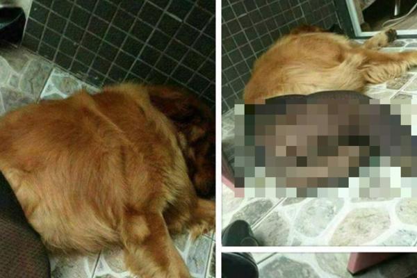 OVO JE NAJODVRATNIJA STVAR KOJA SE DESILA U SRBIJI! Otkriven BORDEL sa psima, nudi se 1.000 evra nagrade ko otkrije gde se nalaze!