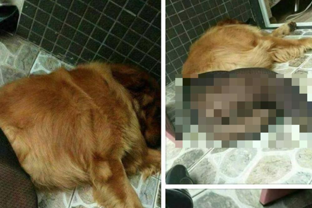 OVO JE NAJODVRATNIJA STVAR KOJA SE DESILA U SRBIJI! Otkriven BORDEL sa psima, nudi se 1.000 evra nagrade ko otkrije gde se nalaze!