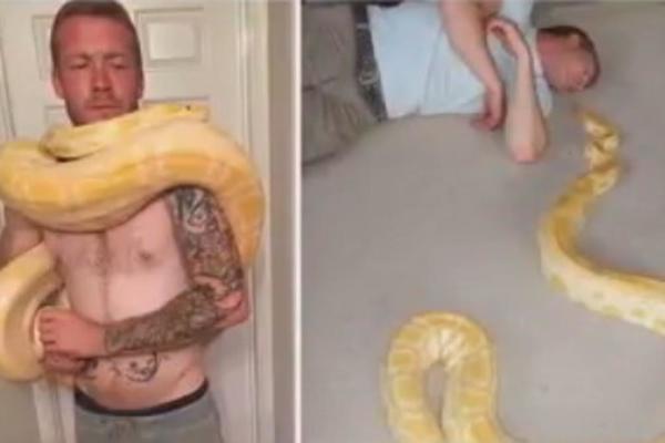 ZGODNI UKROTITELJ ZMIJA PRONAĐEN MRTAV U SPAVAĆOJ SOBI: Pored njegovog tela ležao je ogroman piton! (VIDEO)