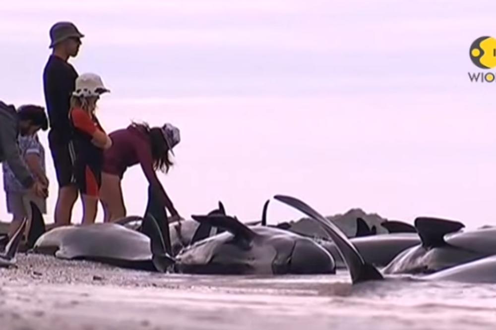 KATASTROFA NA OBALI NOVOG ZELANDA: Uginulo 240 NASUKANIH KITOVA, prizori kao iz najgoreg HOROR FILMA! (VIDEO)