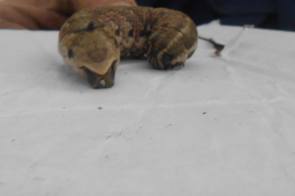 U SRBIJI PRONAĐENA ČUDNA ŽIVOTINJA: Ima rog, ide UNATRAŠKE, niko ne zna o čemu je reč! (FOTO)