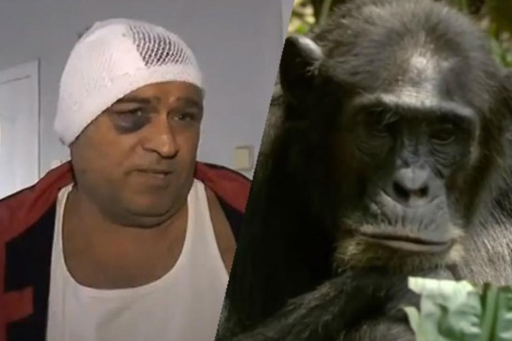 Ljubomorni majmun Romeo premlatio čuvara u ZOO-u jer je mislio da zavodi njegovu curu Juliju! (VIDEO)