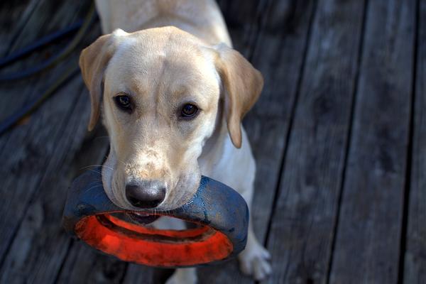 On radi kao vratar, a svi gosti ga obožavaju! Labrador Mr Voker je najbolji hotelijer na svetu! (FOTO)