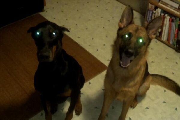 Ove dve KUCE nisu umele da sakriju svoju krivicu, pa ovo je NEODOLJIVO! (VIDEO)