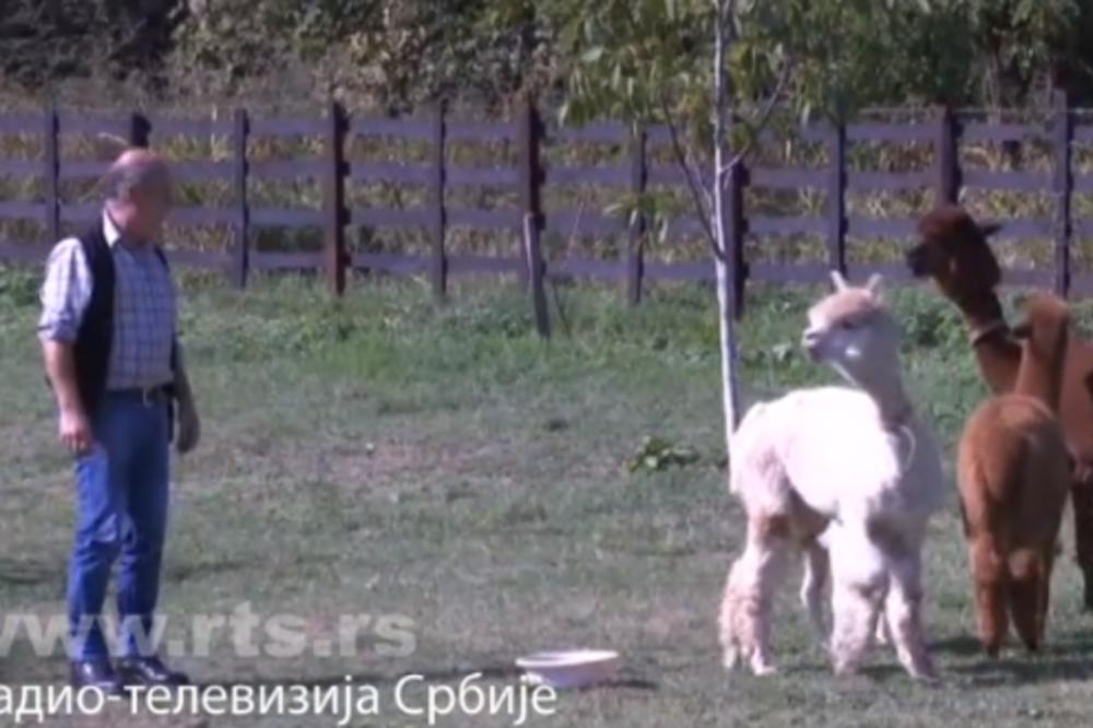 ON JEDINI U SRBIJI GAJI ŽIVOTINJE SA NAJSKUPLJOM VUNOM NA SVETU! Hit biznis Valjevca Miljana!