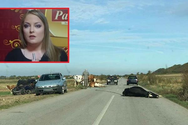 STRAVIČNA SAOBRAĆAJKA! Učesnica PAROVA u KOMI nakon sudara sa KRAVAMA! Doktori ne smeju ništa da kažu!