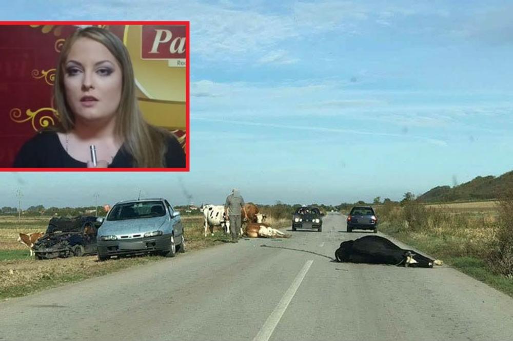 STRAVIČNA SAOBRAĆAJKA! Učesnica PAROVA u KOMI nakon sudara sa KRAVAMA! Doktori ne smeju ništa da kažu!