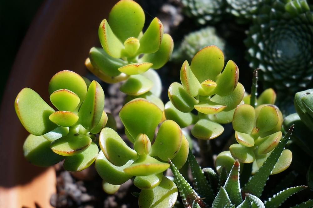 Imate li ovu biljku u kući? Ona privlači sreću i bogatstvo! (FOTO)