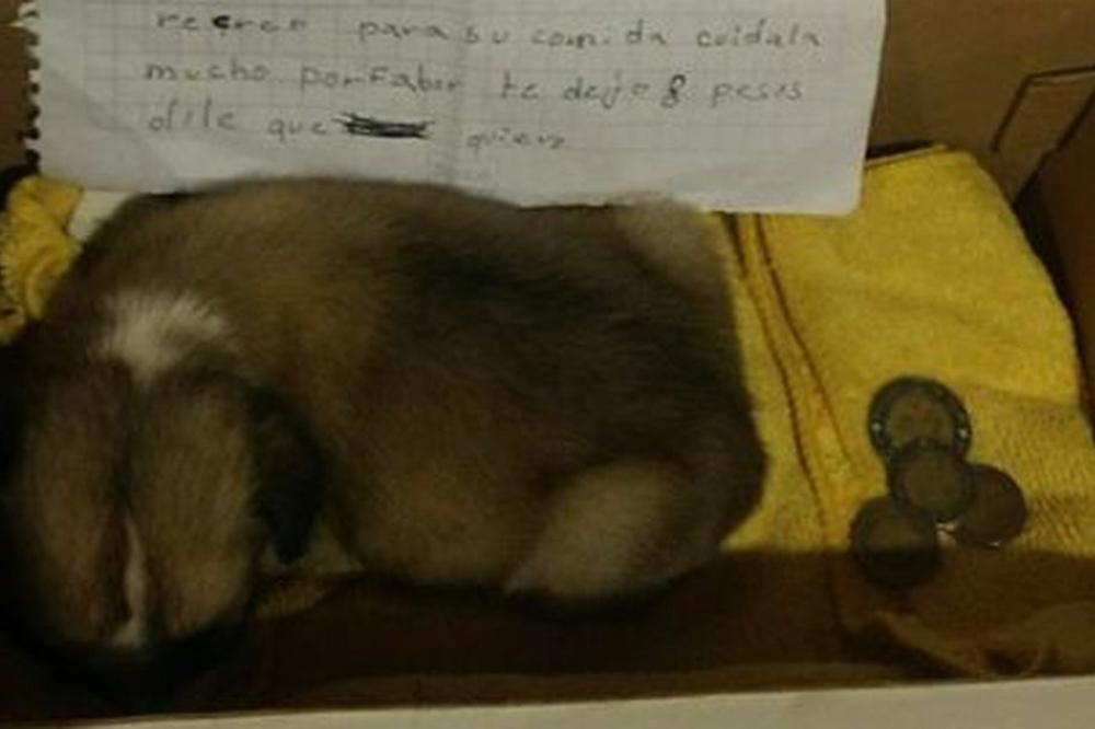 PISMO KOJE JE RASPLAKALO CEO SVET: Devojčica je morala da napusti psa, a od njega se oprostila na DIRLJIV NAČIN!