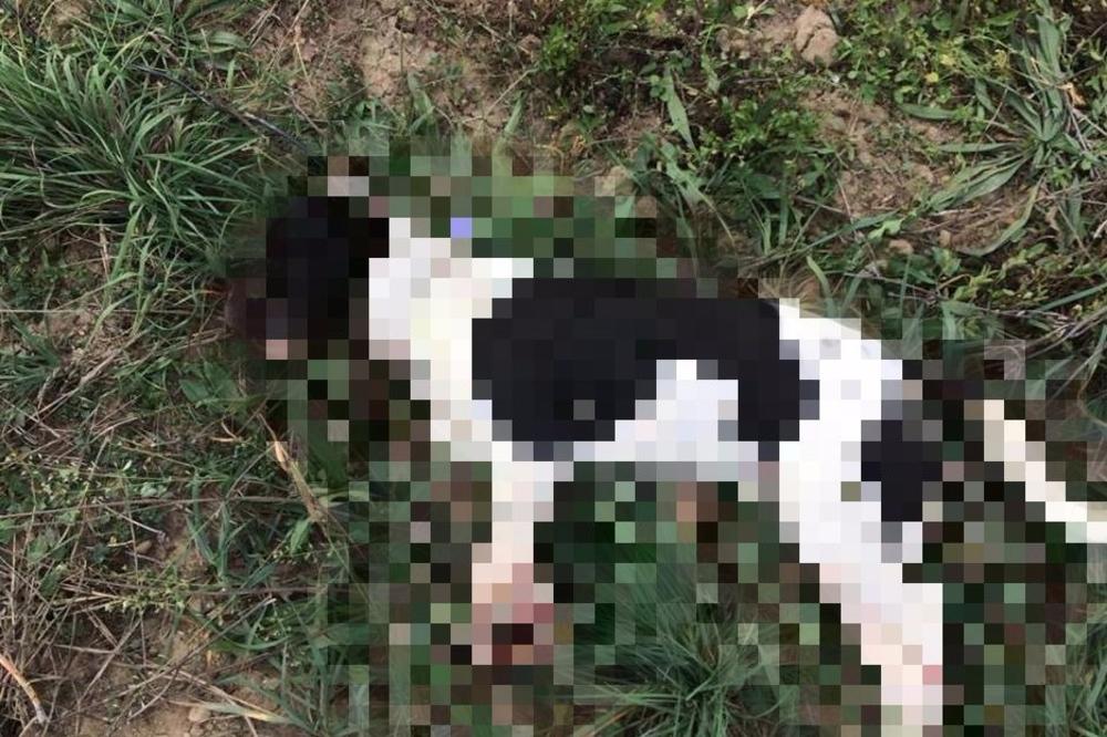 UŽAS U BJELJINI: Tri dečaka DO SMRTI TUKLA ŠTENE? Ono što je ostalo od psića nije za one sa slabim stomakom (UZNEMIRUJUĆI FOTO)