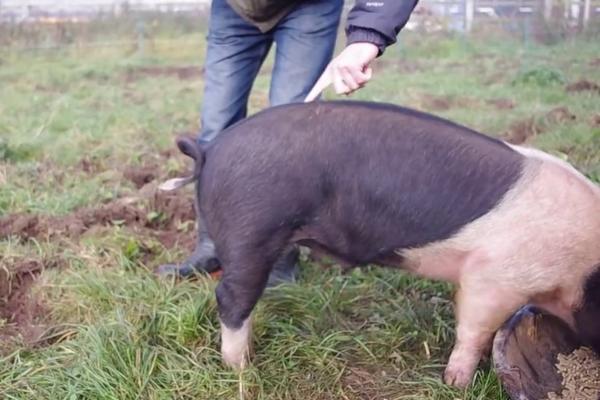 Obnova zadrugarstva: Italijani podstiču stočarstvo u Srbiji! STOČARI VEĆ SLAVE