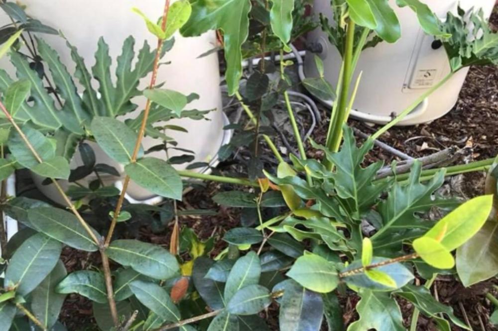 GREŠKA KOJA BI MOGLA DA VAS KOŠTA ŽIVOTA: Samo 2 odsto ljudi na ovoj fotki vidi ZMIJE OTROVNICE! (FOTO)