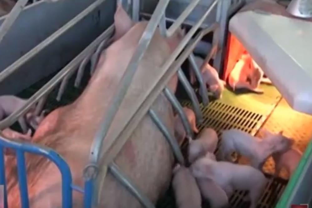 SVETSKO ČUDO U INĐIJI: Krmača Cveta oprasila 33 praseta i postala Ginisova rekorderka (VIDEO)