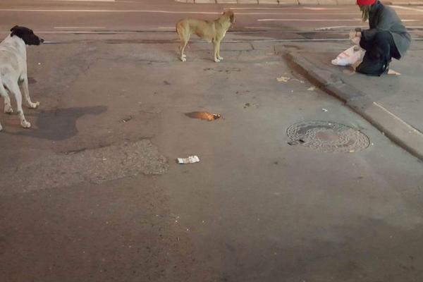 OTROV JE NA SVAKOM KORAKU! U Železniku od trovanja stradalo desetak pasa!