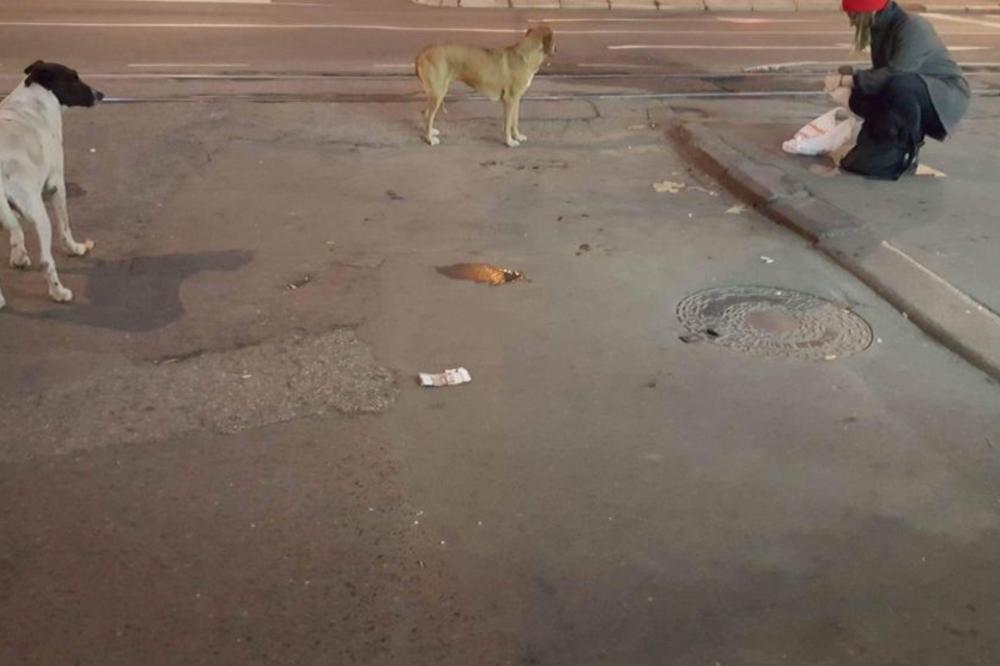 OTROV JE NA SVAKOM KORAKU! U Železniku od trovanja stradalo desetak pasa!