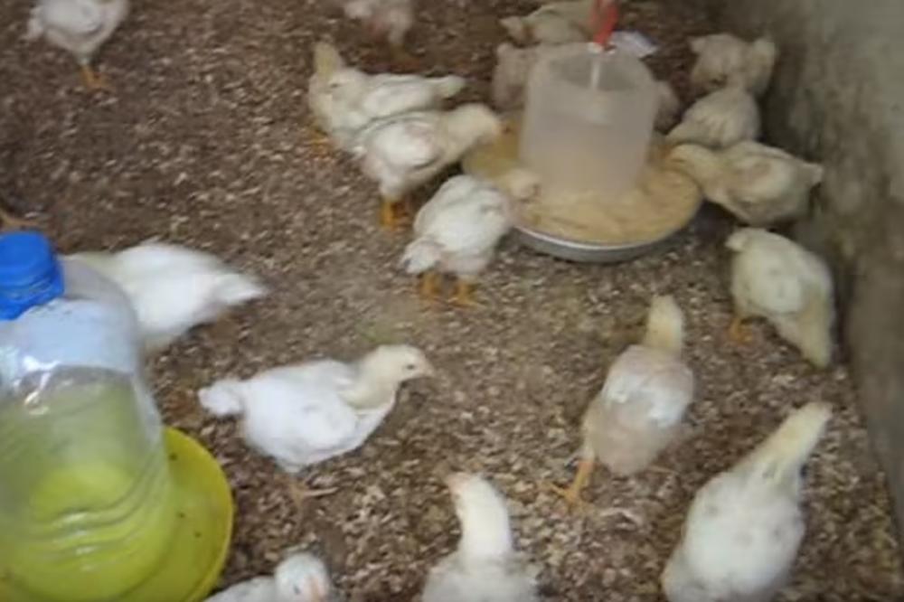 SRPSKI FARMER IZ PAKLA: Prodao 9.000 pilića, iako je znao da su zaraženi SALMONELOM