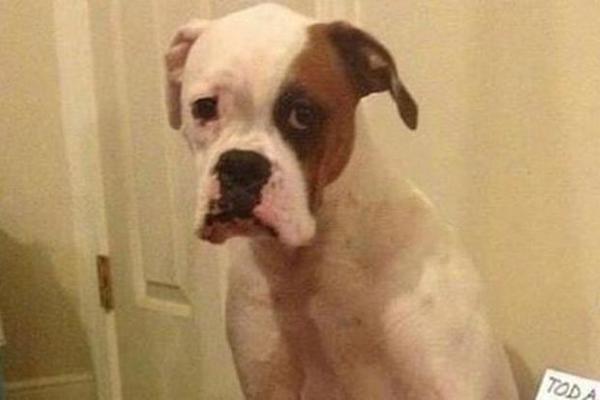 PAS ALKOHOLIČAR SE NAPIO, PA POVRAĆAO! Patosirao se od bombona sa likerom, pa mamuran bauljao po kući (FOTO)