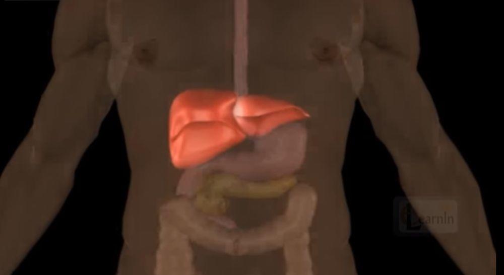 Jetra je najveći organ u našoj trbušnoj šupljini, smeštena je sa desne strane stomaka, odmah ispod dijafragme  