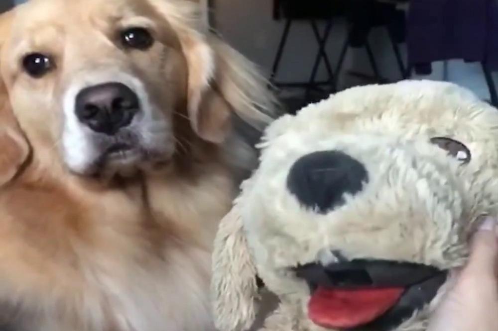 Hej, krpena, kuća je premala za dvoje! Pas opasno ljubomoran na plišanu igračku! (VIDEO)