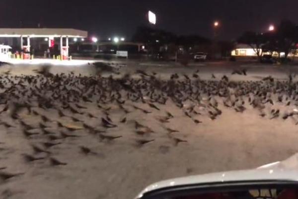 VRANE NAPADAJU BEOGRAĐANE UVEK U JUNU: Evo zašto su ove ptice agresivne početkom leta i KAKO SE ODBRANITI