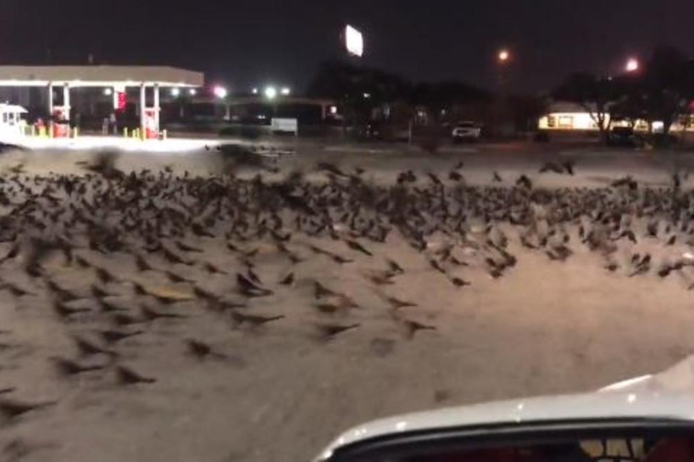 VRANE NAPADAJU BEOGRAĐANE UVEK U JUNU: Evo zašto su ove ptice agresivne početkom leta i KAKO SE ODBRANITI