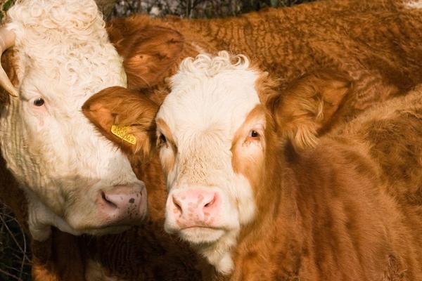 ČUDO U KURŠIMLIJI: Milosavu Peroviću se otelila krava! Pretrnuo je od straha kad mu je veterinar pokazao tele!