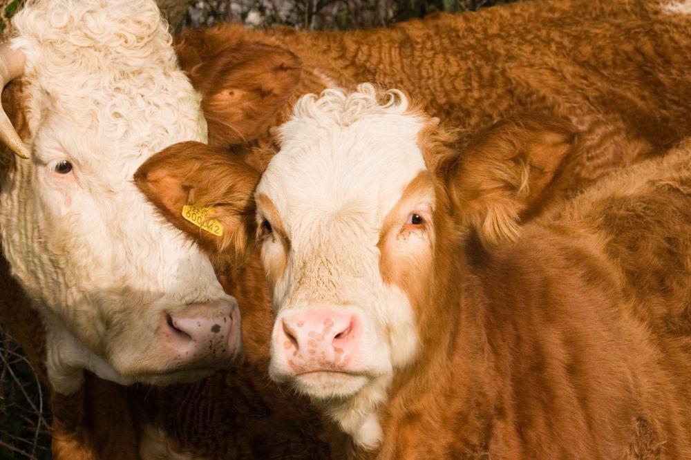 ČUDO U KURŠIMLIJI: Milosavu Peroviću se otelila krava! Pretrnuo je od straha kad mu je veterinar pokazao tele!