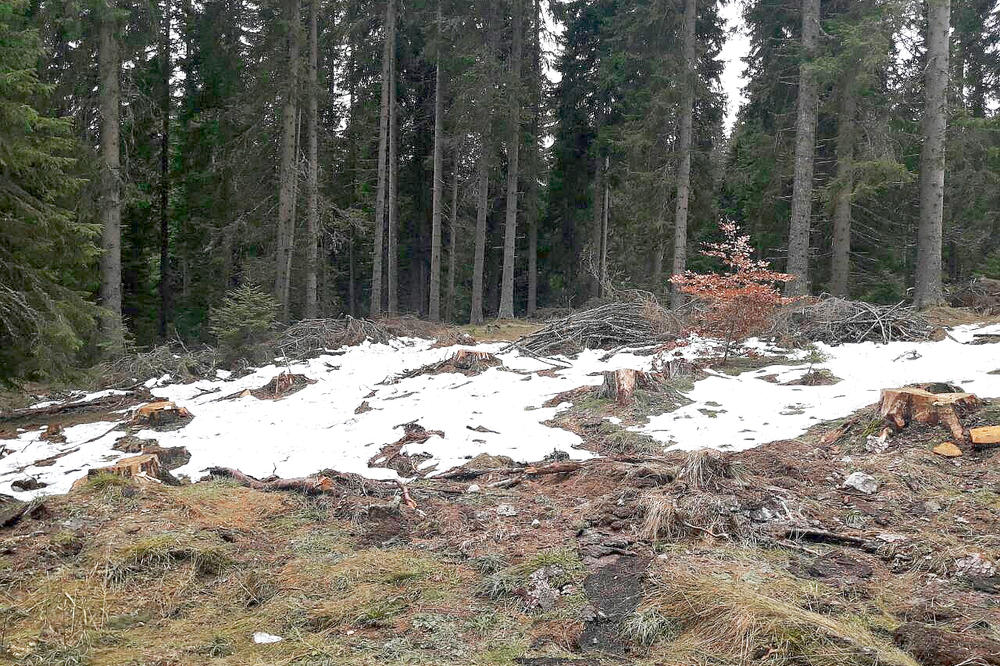 ŠOKANTAN PRIZOR NA KOPAONIKU: Posečena stoletna šuma, ostali samo panjevi, trupci i razbacano granje (FOTO)