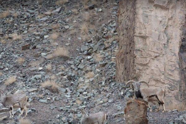 SAMO ONI SA IZUZETNO DOBRIM VIDOM ĆE GA ZAPAZITI: Možete li da pronađete LEOPARDA na ovoj slici?