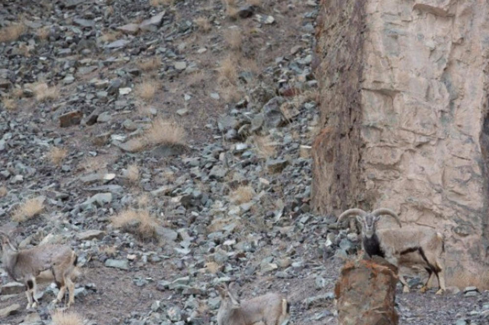 DOKAZANO! Ako pronađete leoparda za manje od 50 sekundi, vi ste GENIJALAC! (FOTO)