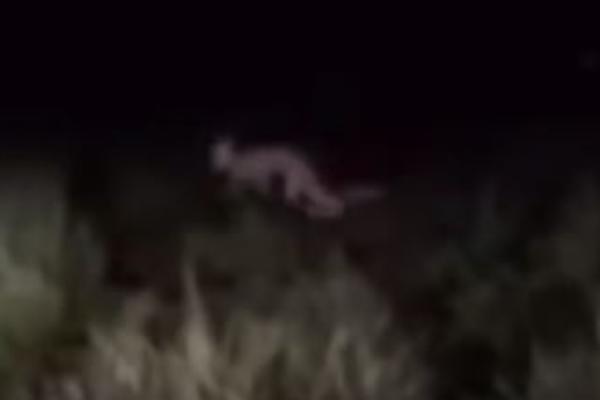 Pet misterioznih stvorenja uhvaćenih kamerom! (VIDEO)